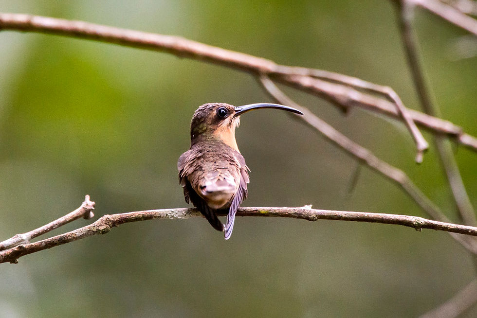 Balança-rabo-de-bico-torto