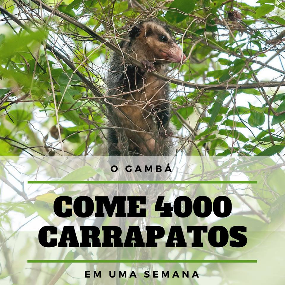 Gambos Insect O gambá pode comer 4000 carrapatos em uma semana!