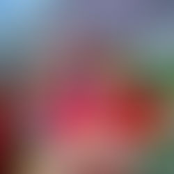 Desafio de Observação da Natureza de Itaguaçu e o nascimento do Clube de Observadores da Natureza Sabiá