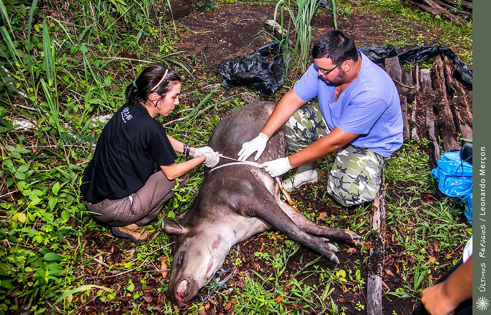 _LEO7810