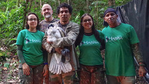 Filhote de harpia recebe rádio transmissor GPS para monitoramento em tempo real