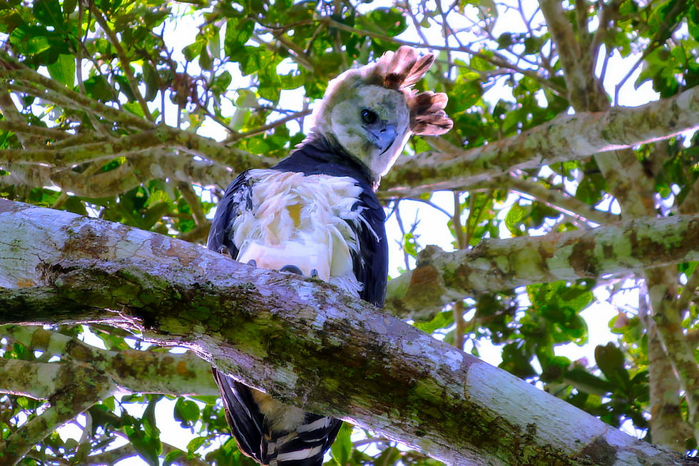 Harpia na Mata Atlântica Capixaba. | Foto: Paulo Quadros.