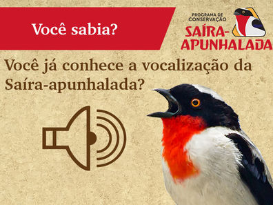 O canto da Saíra-apunhalada e o engajamento através da ciência cidadã!