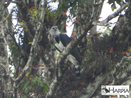 Registro da harpia no Parque Nacional da Serra das Lontras reforça importância das florestas protegidas no Corredor Central da Mata Atlântica