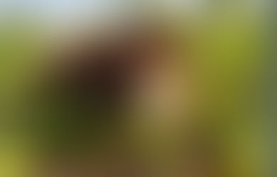 O que fazer ao encontrar um animal perdido na rua?