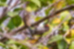 Pica-pau-anão-barrado
