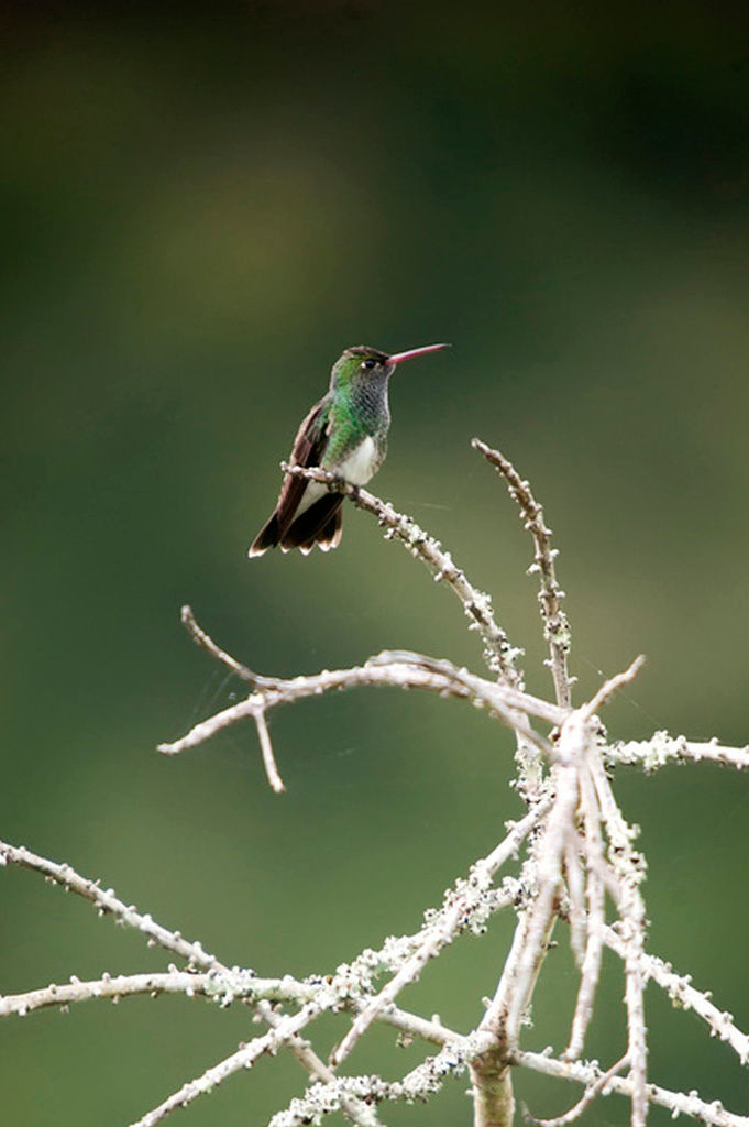 Beija-flor-de-garganta-verde