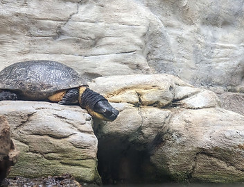 Shedd Aquarium turtle.jpg