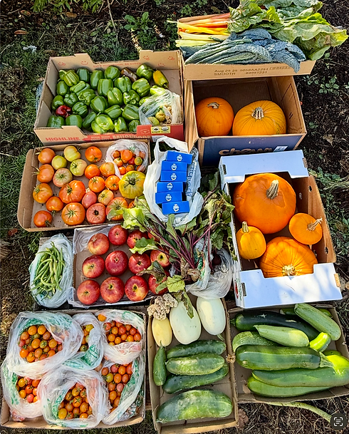 gardenveggies.png