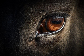 horses are the mirror to our soul.png