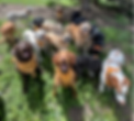 Happy Doggos2.png