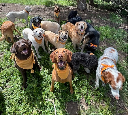 Happy Doggos2.png