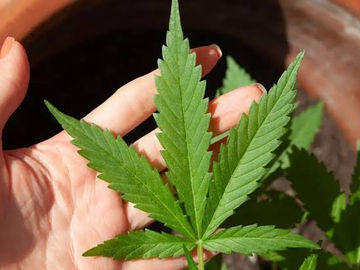 Contra a legalização da maconha