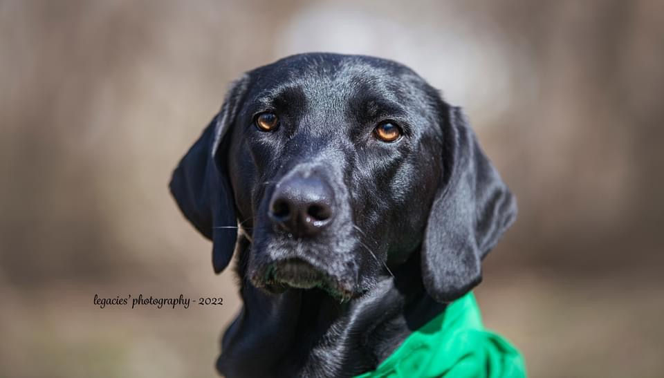 black lab mix