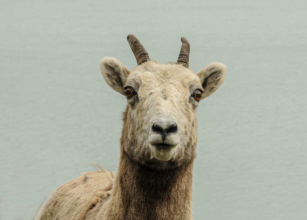 Mountain goat