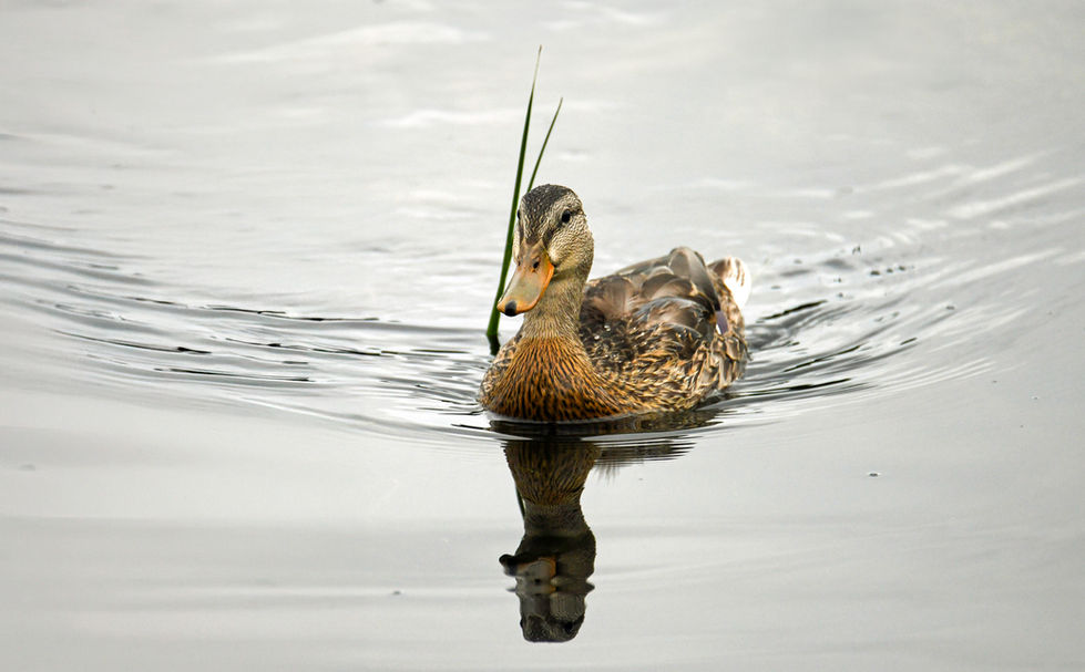Blue Wing Teal