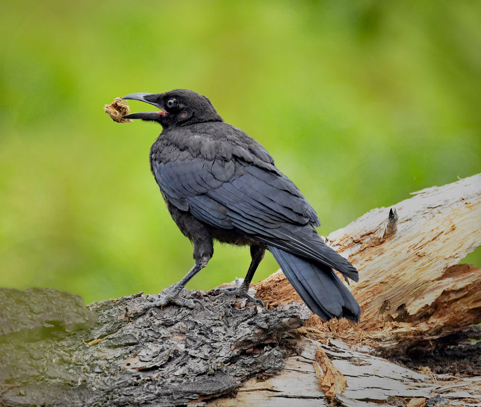 Crow with a prize