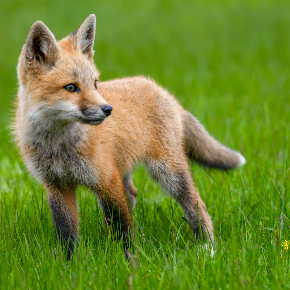 Wildlife