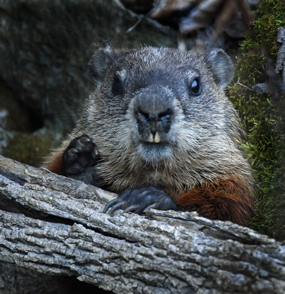 Smiling gopher