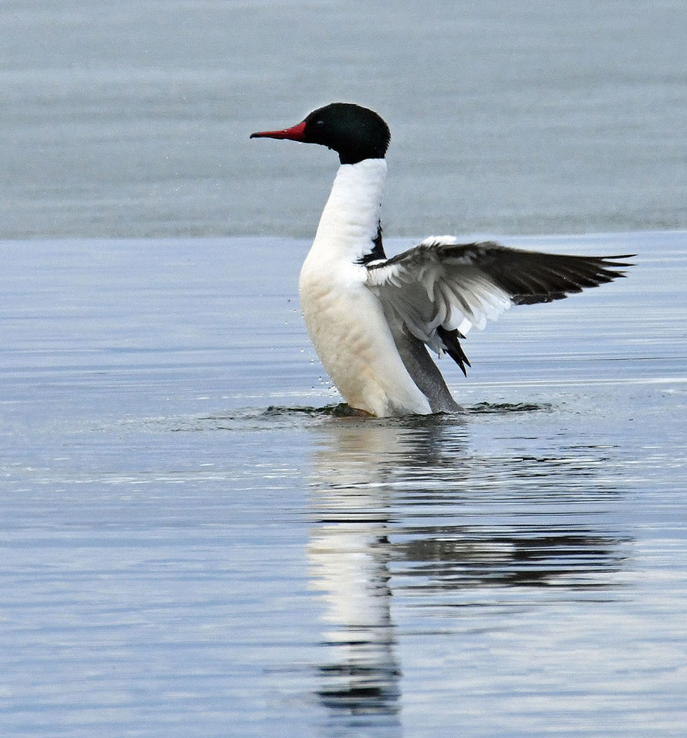 Common Merganser  