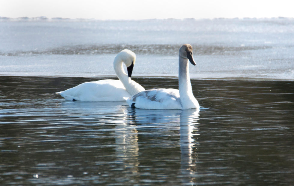 Swan Pair