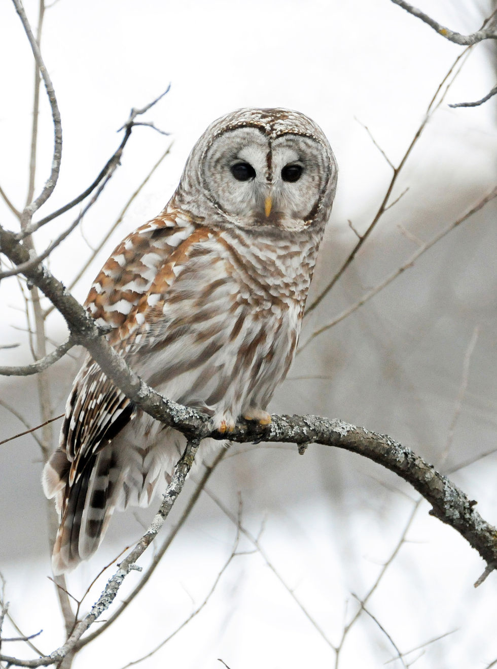 Barred Owl 