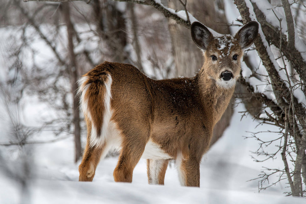 White tail deer