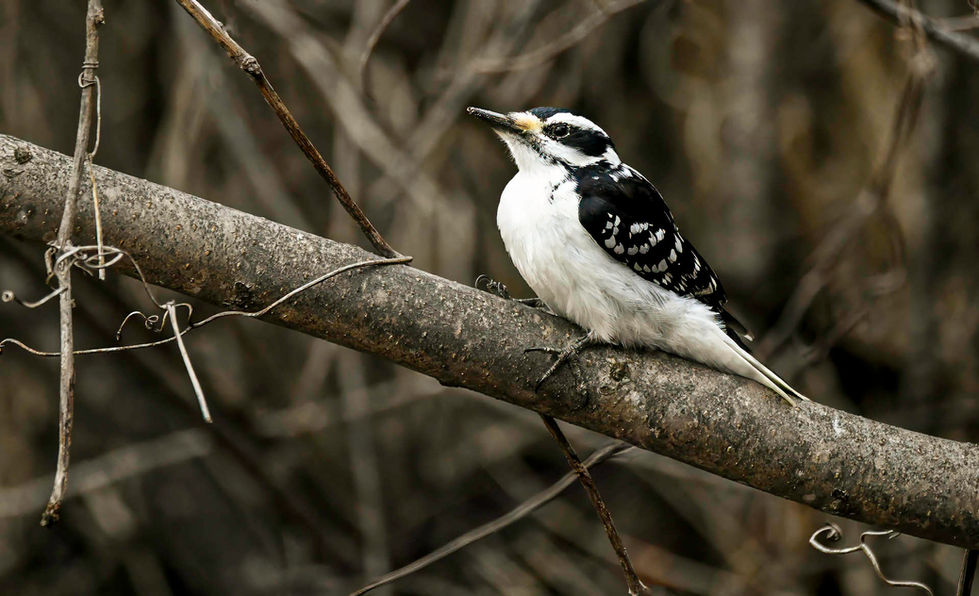 Downy Woodpecker