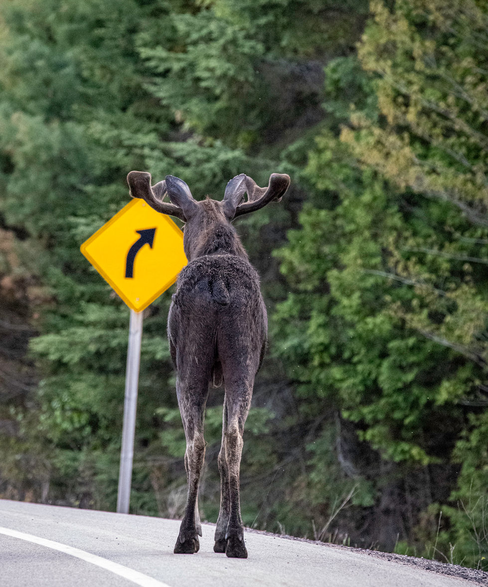 Reading road signs