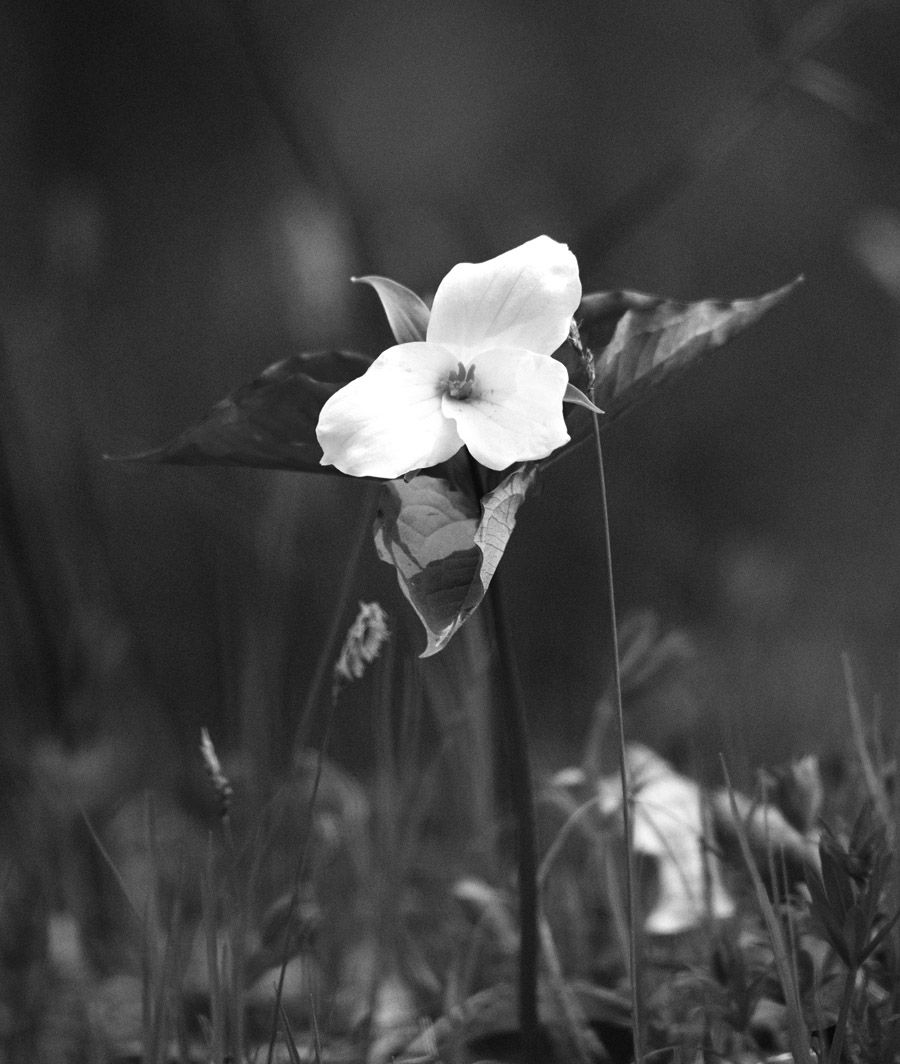 Trillium