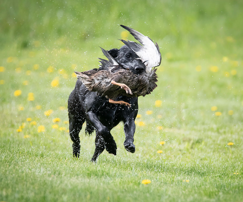 Dog 11