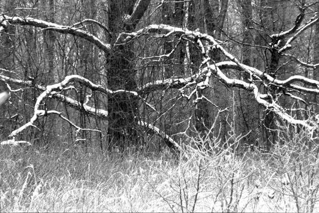 Cold Winter Day
