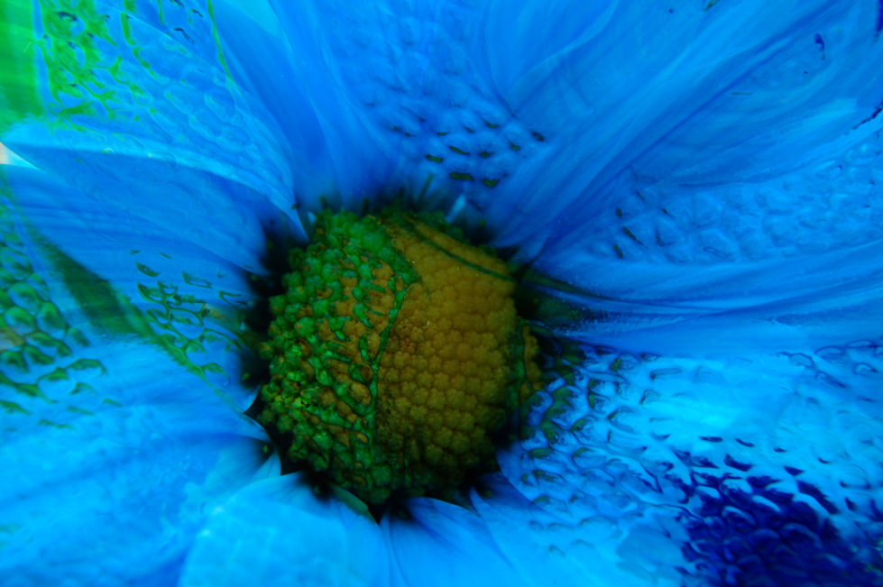 Flower Montage #1