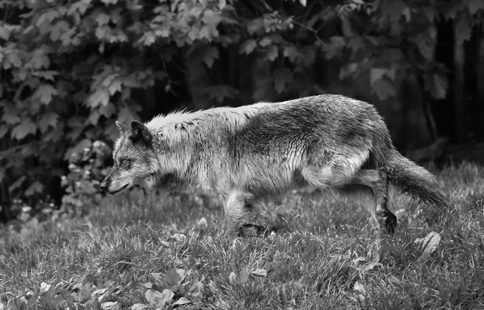 On the Hunt