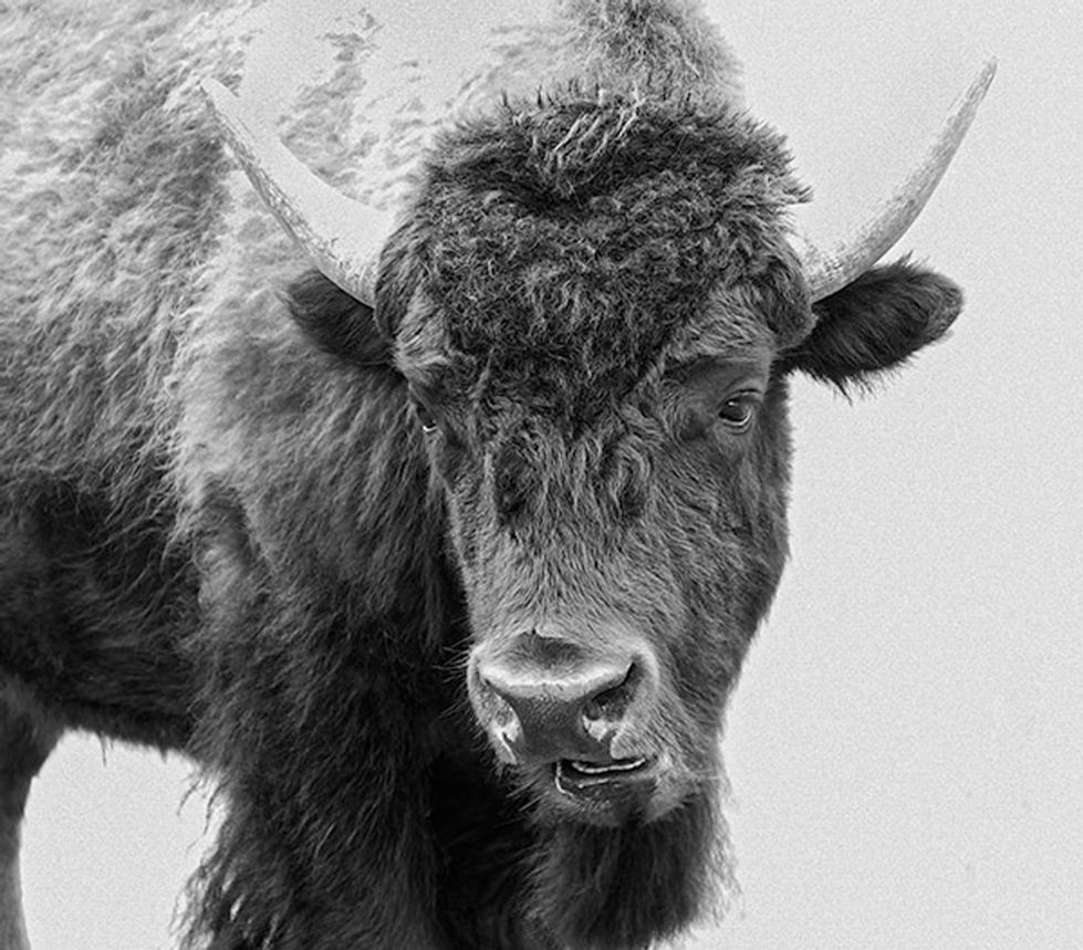 Bison