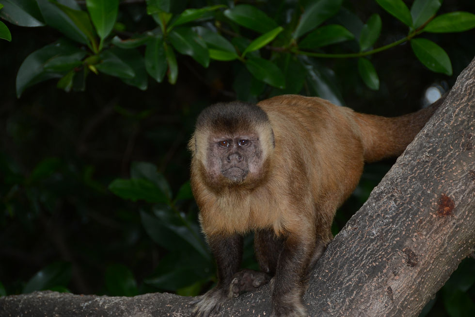 DSC_0285.JPG