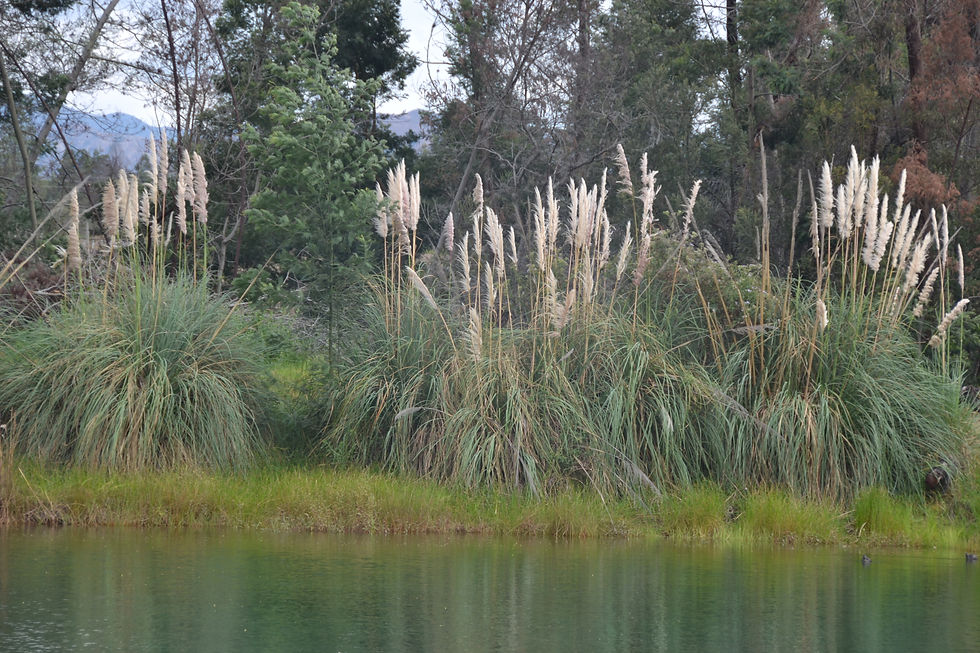 DSC_0029.JPG