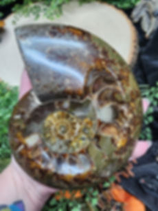 Ammonite Bowl