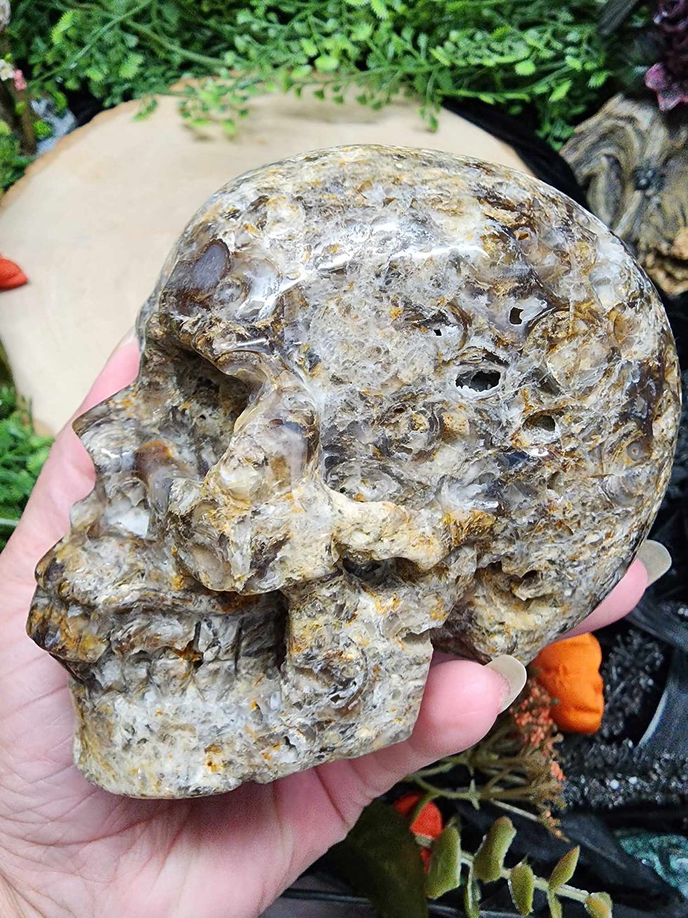 Thumbnail: Foraminifera Fossil Skull