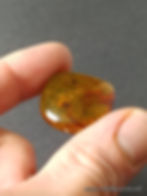 Thumbnail: Protozoa, Millipede and Click Beetle in Amber