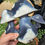 Thumbnail: Orca Agate Mushroom