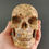 Thumbnail: Rhyolite Skull