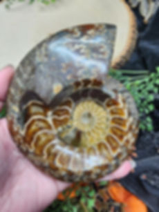 Ammonite Bowl