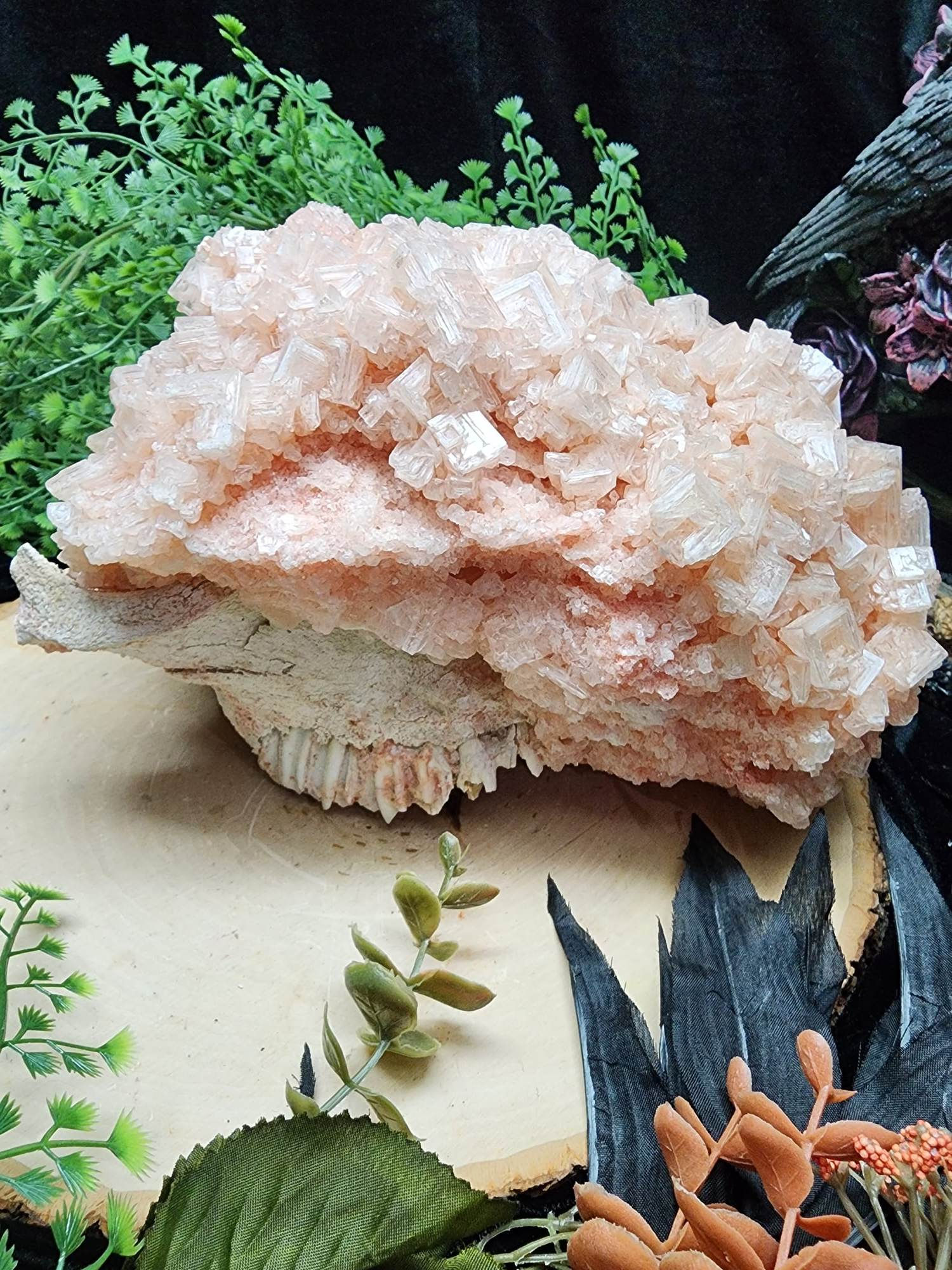 Halite Cluster on Fossilized Deer Skull