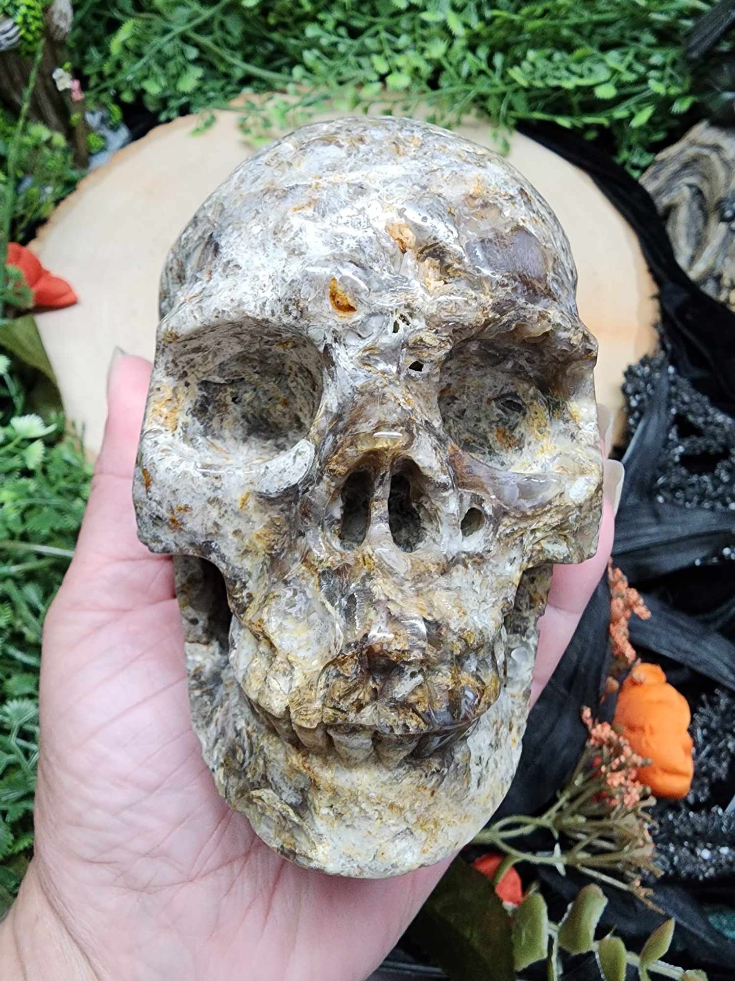 Foraminifera Fossil Skull