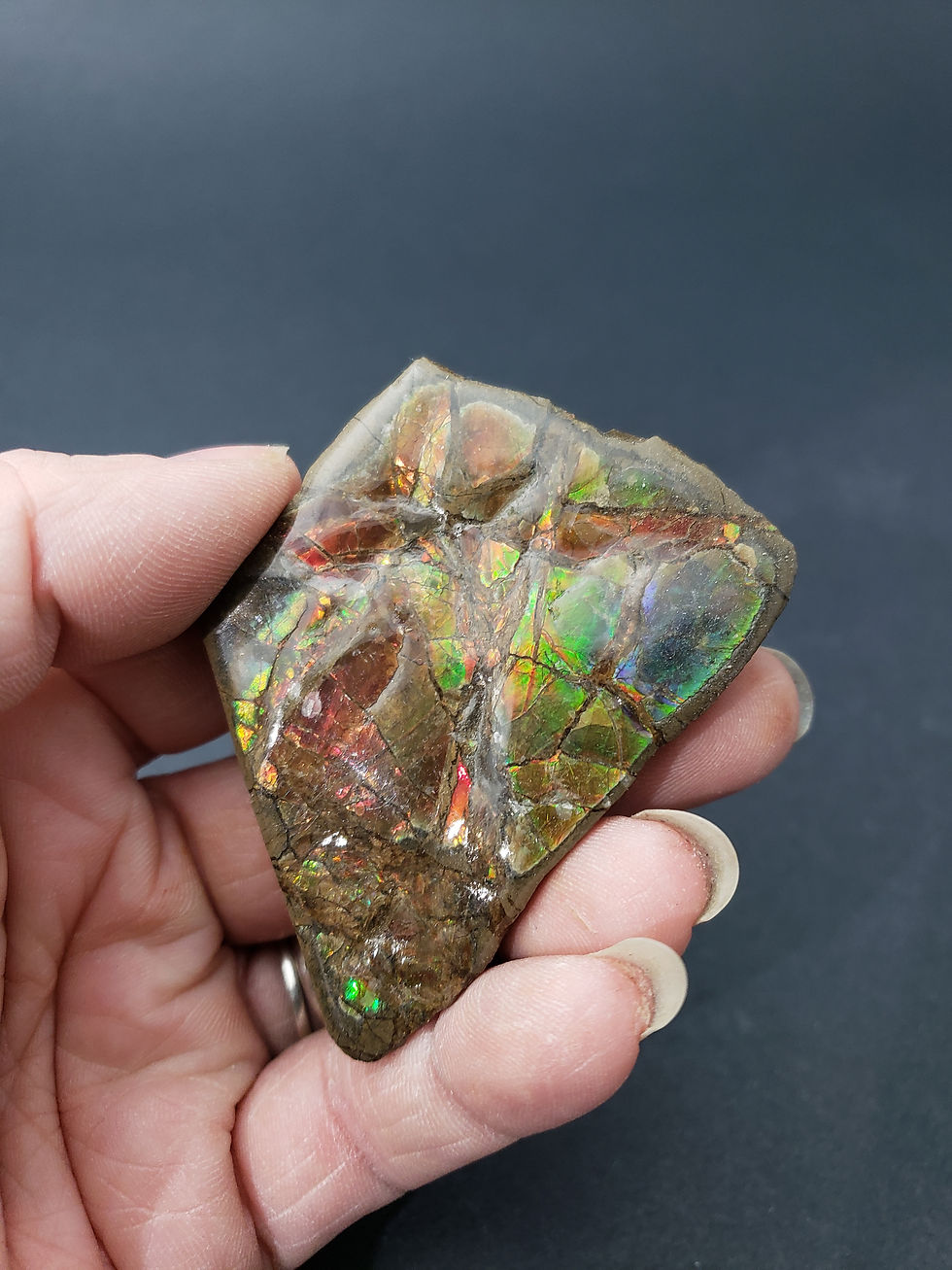 Thumbnail: Ammolite Slab
