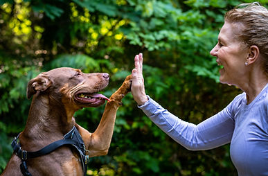 Dog Trainer Tipperary high fiving her brown dog