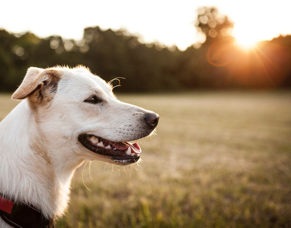 Happy Dog Training Limerick Sunset