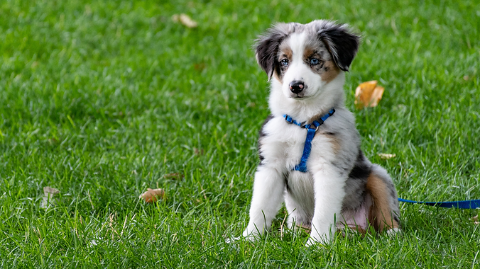 The Puppy Compass Package (1).png