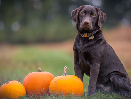 6 Tips for a Relaxed Dog at Halloween